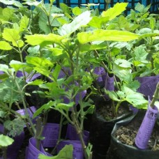 Benih Nilam Patchoulina 2-Madiun, Jawa Timur 